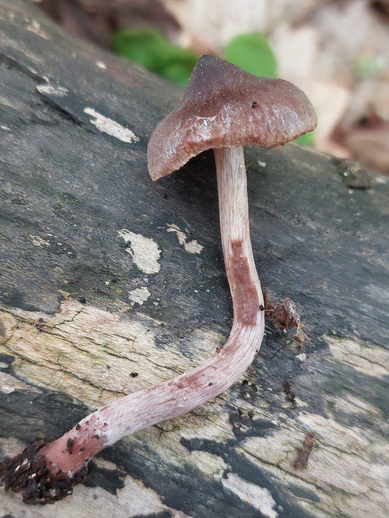 Photo by Jesper Launder Cortinarius vernus by Jesper Launder